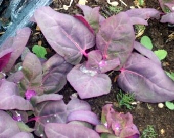 500 Seeds Orach Purple Spinach Mountain Spinach