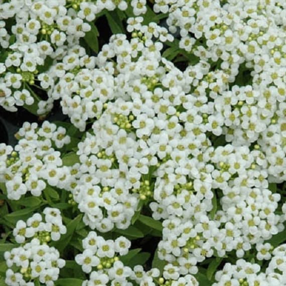 100 Seeds Alyssum Wonderland White Ground Cover