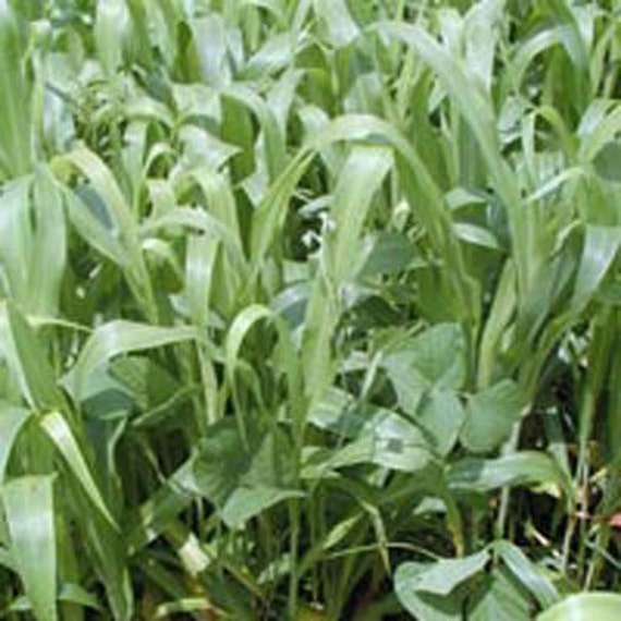 Wild Game Food WGF Seed