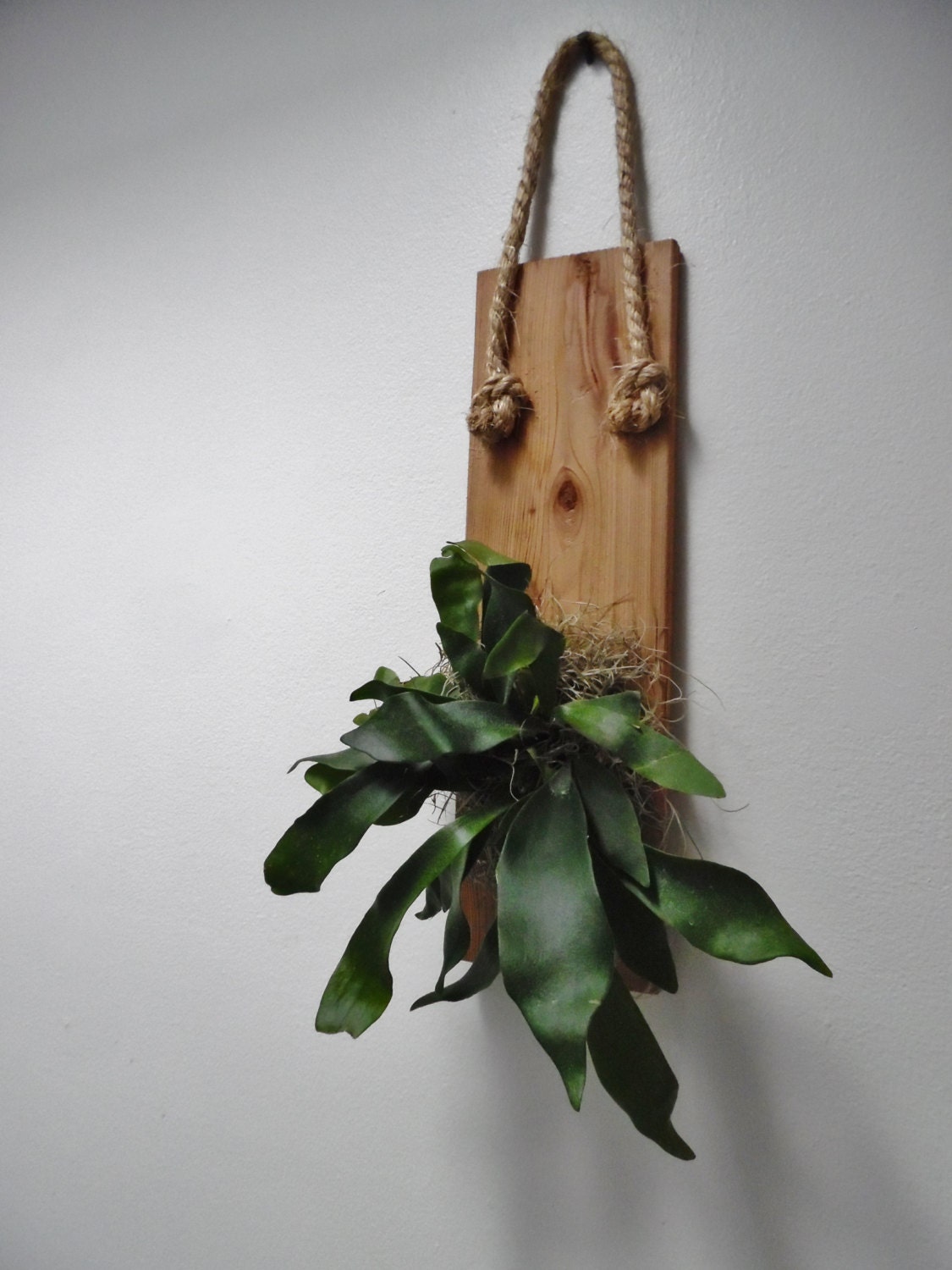 Staghorn Fern Mount Plant Mount Living Art by WildOakStudio