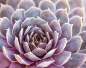 Succulent Art, Purple Succulent, Botanical Art, Kitchen Wall Decor, Bathroom Wall Art, Nature Photography Succulent Art, Purple Succulent, Botanical Art, Kitchen Wall Decor, Bathroom Wall Art, Nature Photography