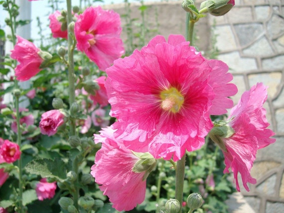 25 Hollyhock Summer Carnival Mix Seeds Free by Jaysseedoutletmall