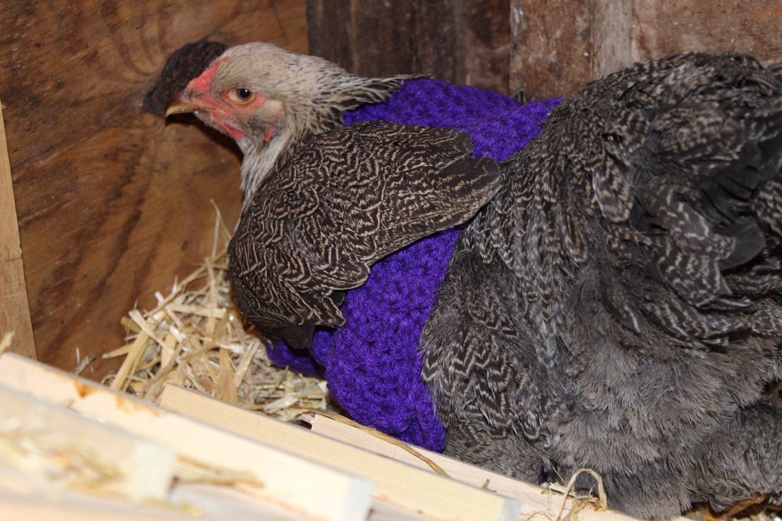 Chicken sweaters chicken sweater chickens hens sweaters