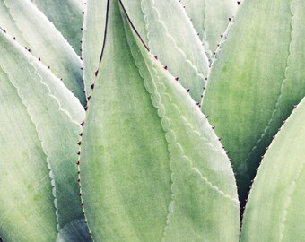 Botanical photography print agave leaves sage green desert style wall art - Agave Texture