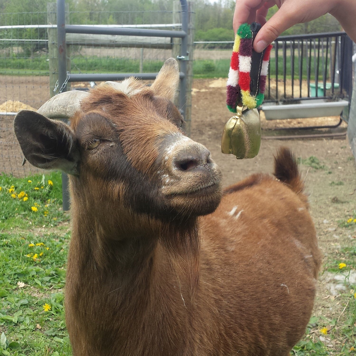 Vintage bell goat cow bell swiss brass bells country farm bach