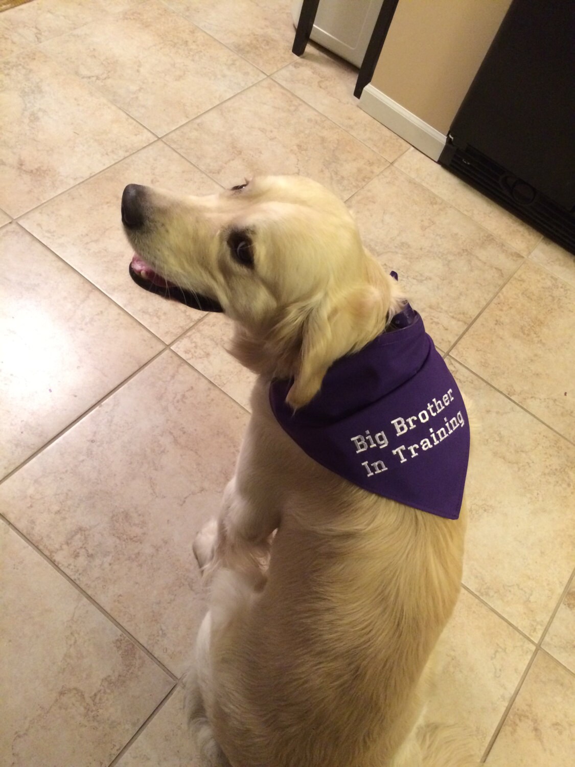 Big BROTHER In Training Dog Bandana TIE Style by MakeMeSmileCrafts