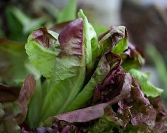 Organic Paris Cimmaron Romaine Lettuce Heirloom Vegetable Seeds