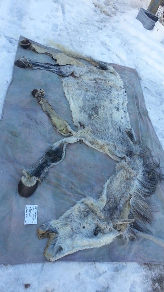 Grey Roan Appaloosa Horse Lifesize Taxidermy Quality Wet