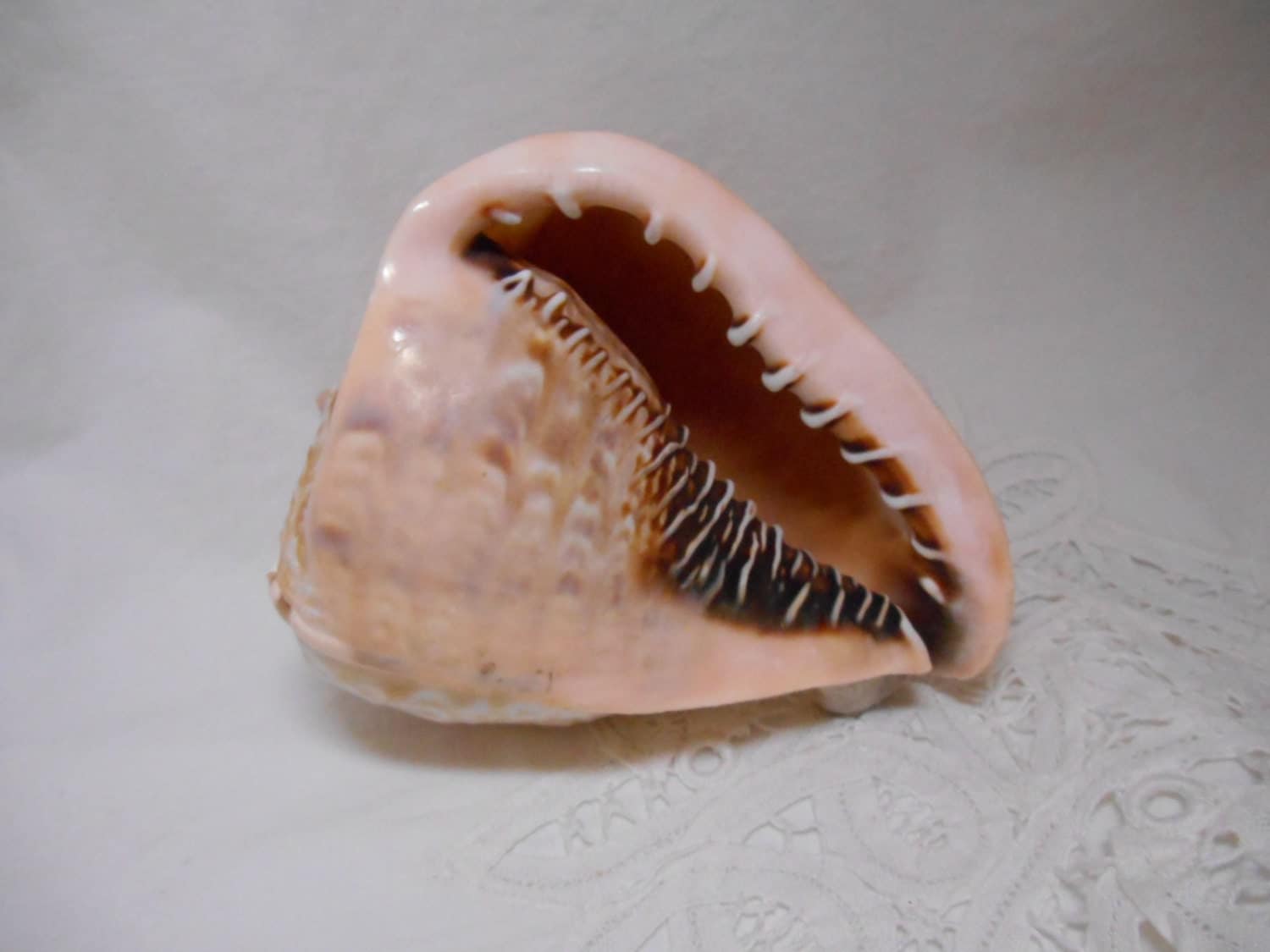 Helmet King Conch Shell Seashell Beach Decor by TheArtsySeashell