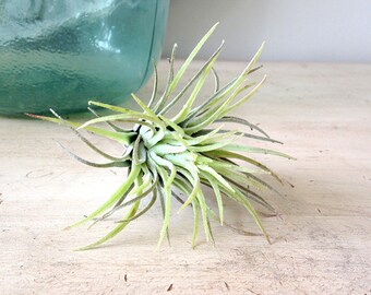 Faux Air plant, faux Ionantha, air plant, hanging air plant, AP005, tillandsia, airplant for sale, small airplant, Tillandsia Ionantha, fake