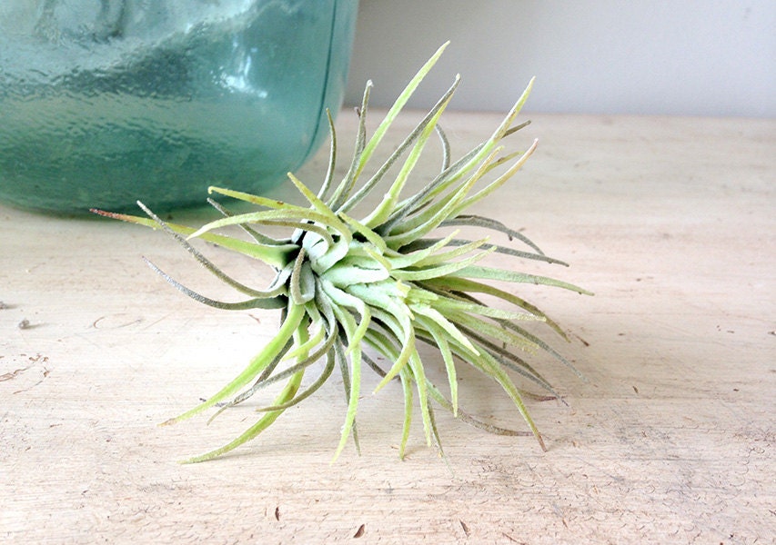 Faux Air plant faux Ionantha air plant hanging air plant