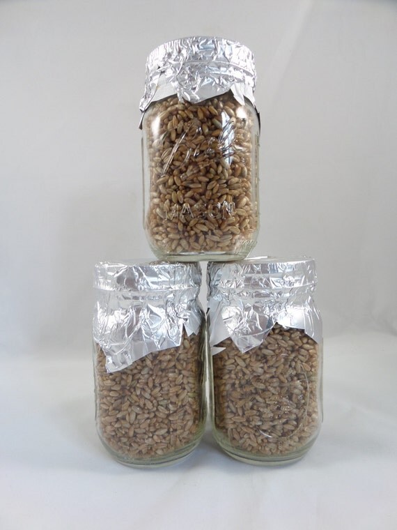3 Rye Grain Mushroom Substrate Jar PreSterilized Ready To Be
