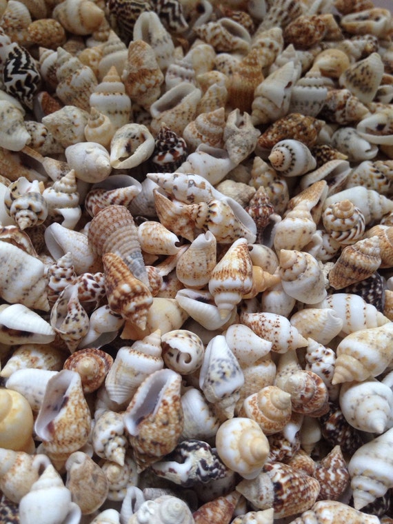 Items similar to Nassa Dove Sea shells, dove seashells on Etsy