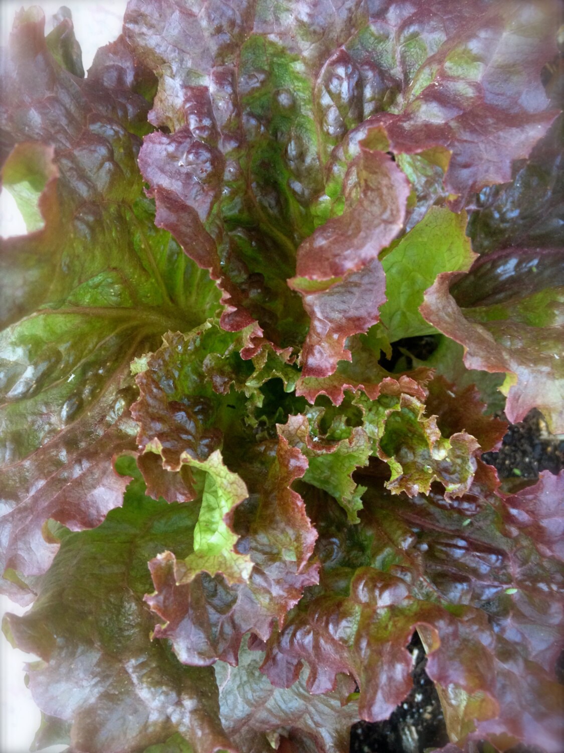 Heat Tolerant Lettuce Bronze Leaf by