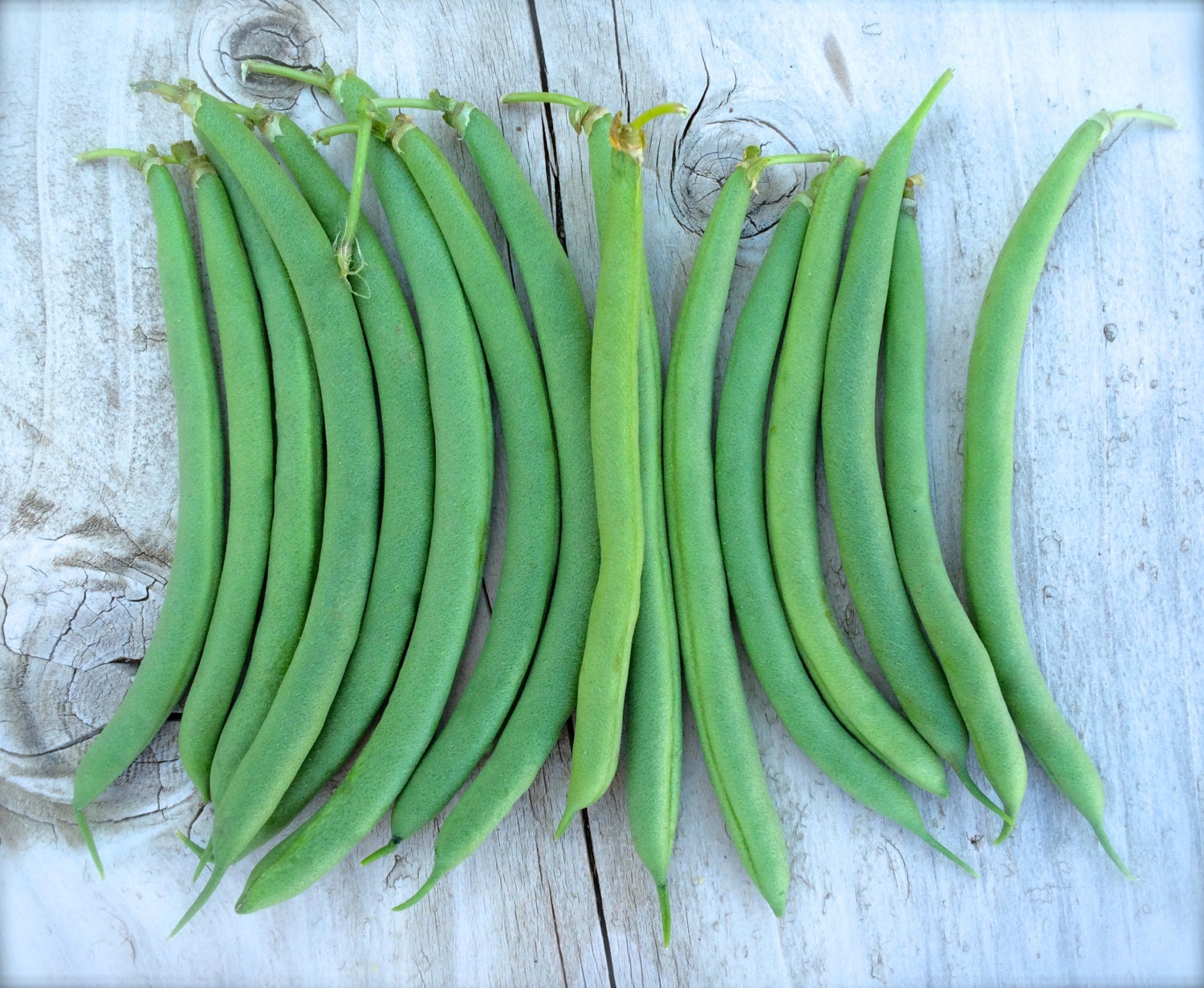 SALE Blue Lake Pole Bean Heirloom Seeds