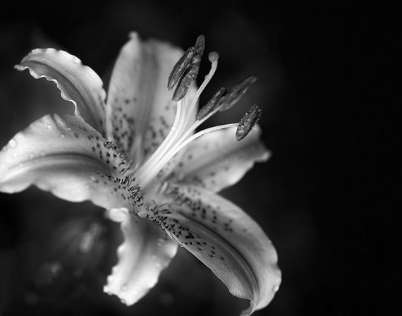 Black and white lily flower photography black and white