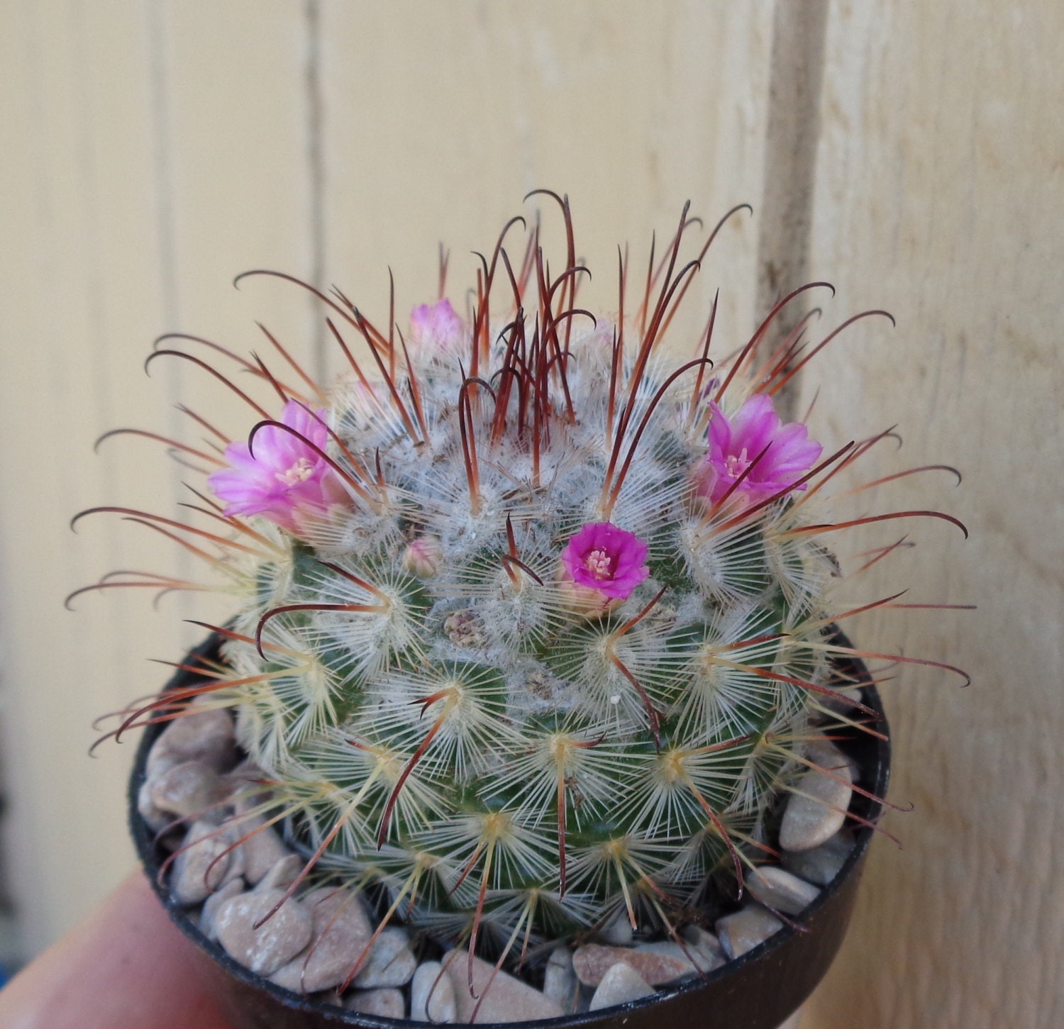 Silken Pincushion CactusMammillaria Bombycina