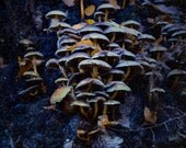 Mushrooms Forest Photography, Surreal, Photo, Fairy Tale Wall Art, Woods, Earth, Dark, Magical, Woodland Home Decor, Toadstool, Fairy Town Mushrooms Forest Photography, Surreal, Photo, Fairy Tale Wall Art, Woods, Earth, Dark, Magical, Woodland Home Decor, Toadstool, Fairy Town