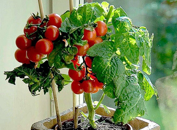 tiny tim tomato