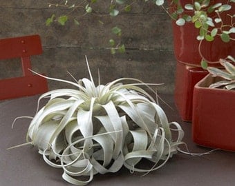 Air Plants - Large Xerographica Air Plants - The Queen of Air Plants - 5 to 7 inches wide - 30 Day Air Plant Guarantee - FAST SHIPPING