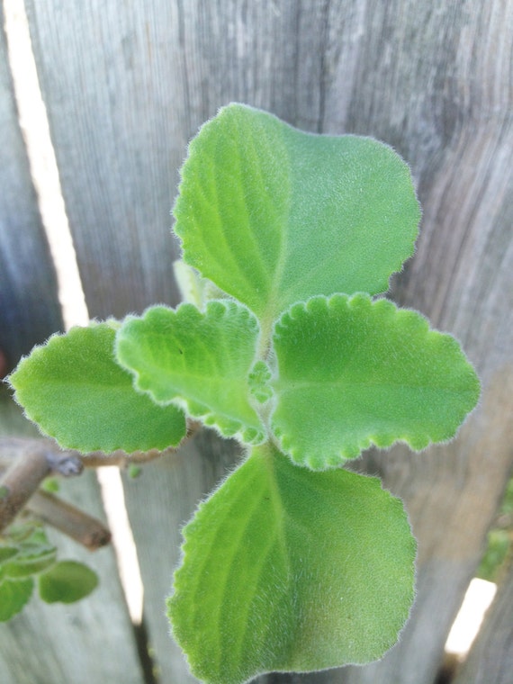 broad leaf thyme plant
