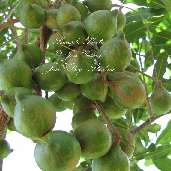 Macadamia Nut Tree 3 Big Seeds Macadamia integrifolia