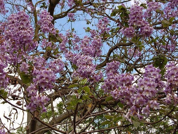 Empress Tree Paulownia tomentosa Tropical Seeds by SERENDIPITYLN