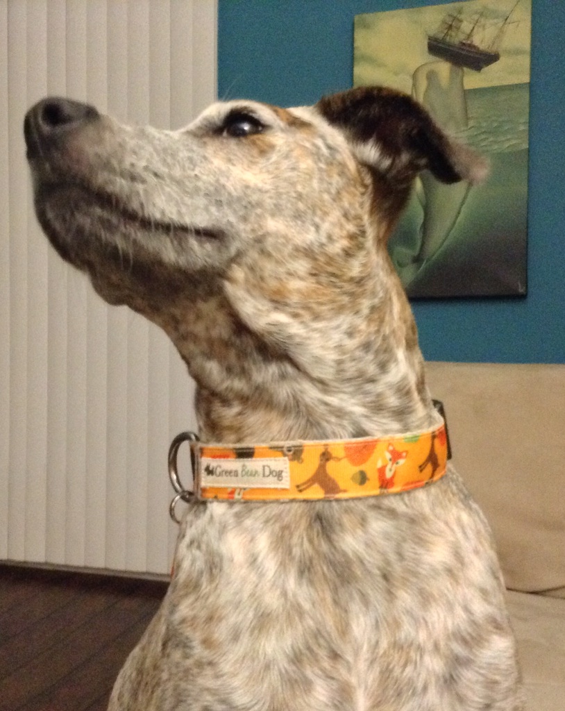 Mia wearing Yosemite! Enjoy! Dog design, Dogs, Animals