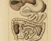 Popular items for internal organs on Etsy