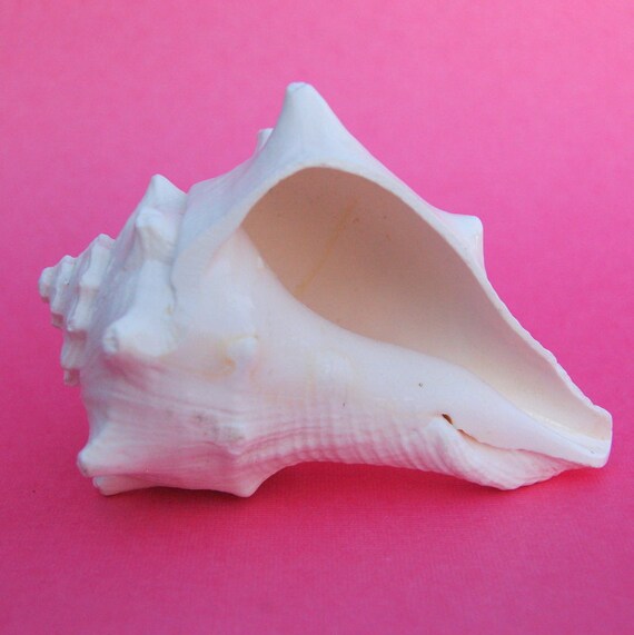 White Crown Conch Shell 35 1 pc Shell Supply