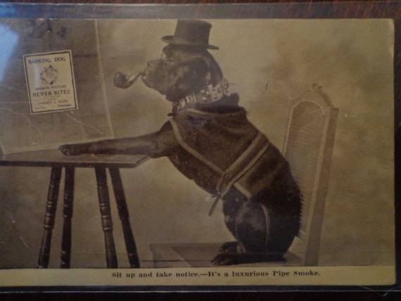Pipe Tobacco Advertising Postcard RPPC Dressed BULL DOG, Barking Dog ...