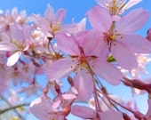 Cherry Blossom Tree Photo - Spring Flower Photography -  Nursery Decor Pink Wall Art Floral Print Garden Decor Fine Art Botanical fPOE