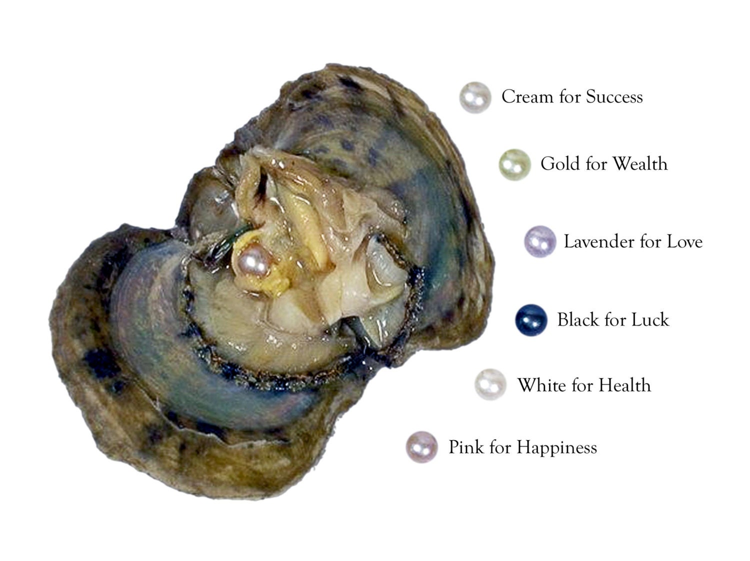 Pick A Pearl Oyster Kit Freshwater Pearl Wish Pearl Take Home