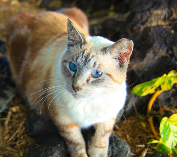 Kona Hawaii Feral Cats by the ocean Photography Art by LLRomine