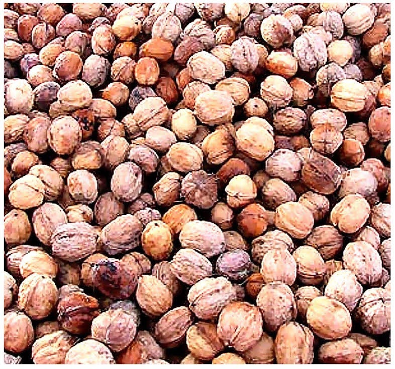 English Walnut Juglans regia TREE SEEDS Excellent Shade