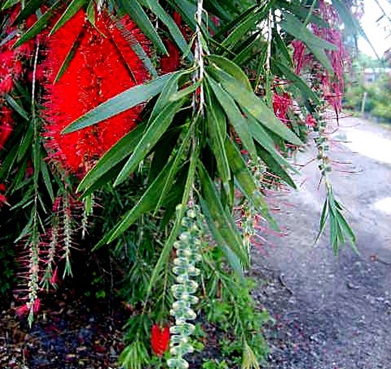 Bottlebrush Tree Plant Superior Weeping by EmeraldGoddessGarden