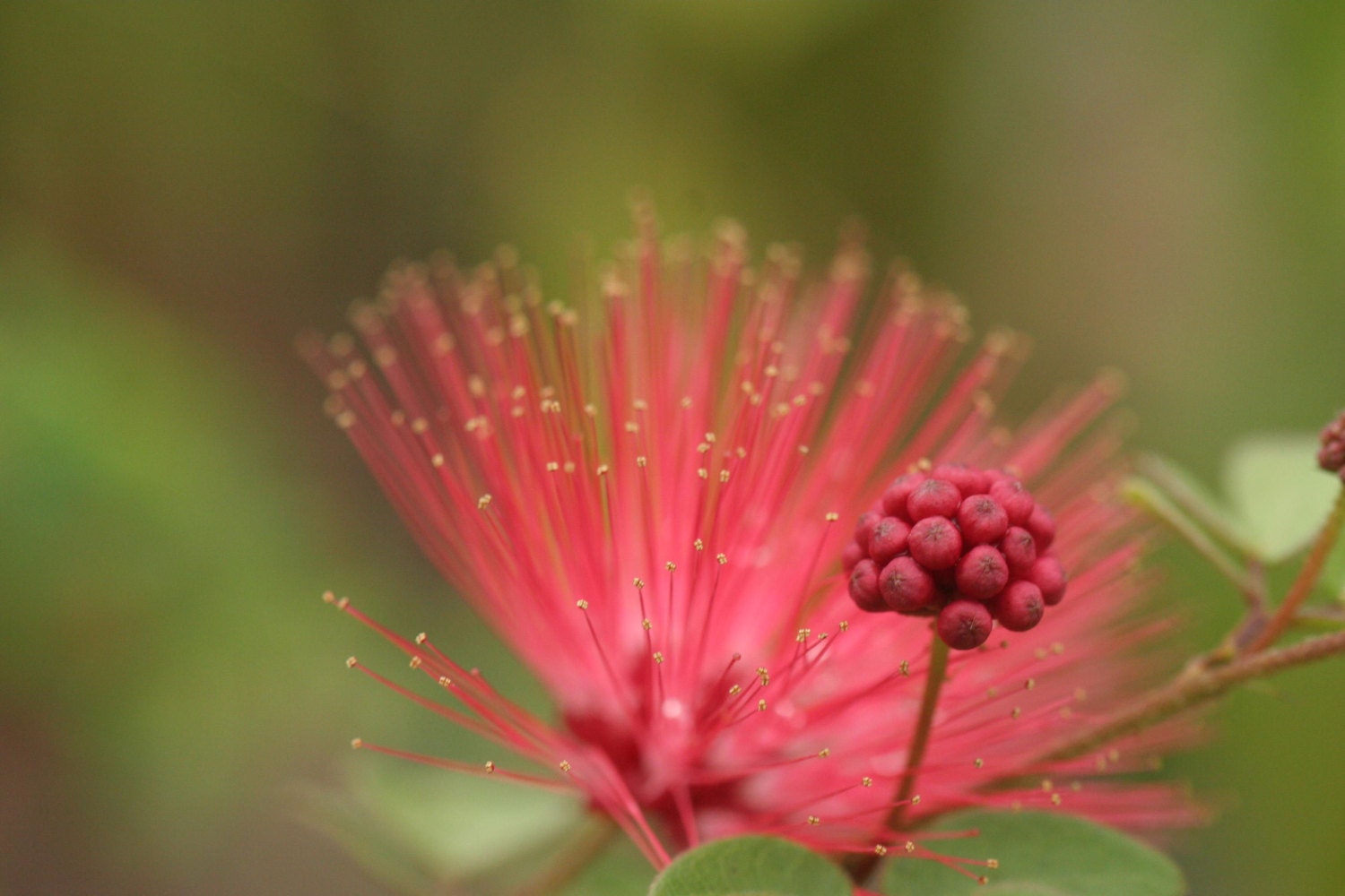 Dwarf Powder Puff Plant Unique Unusual Red by EmeraldGoddessGarden