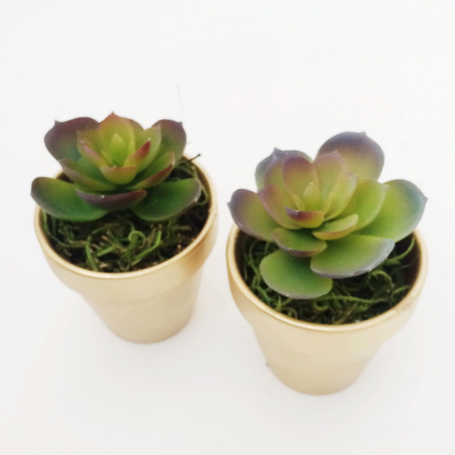 mini plante grasse mini plante grasse dans un vase or mini plante grasse mini plante grasse dans un vase or