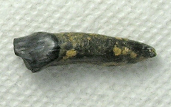 Fossil Tapir Incisor Tooth