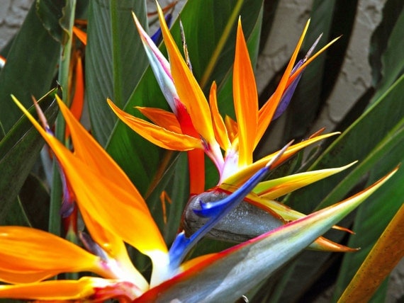 Orange Bird Of Paradise Flower Seeds Strelitzia by RareSeeds