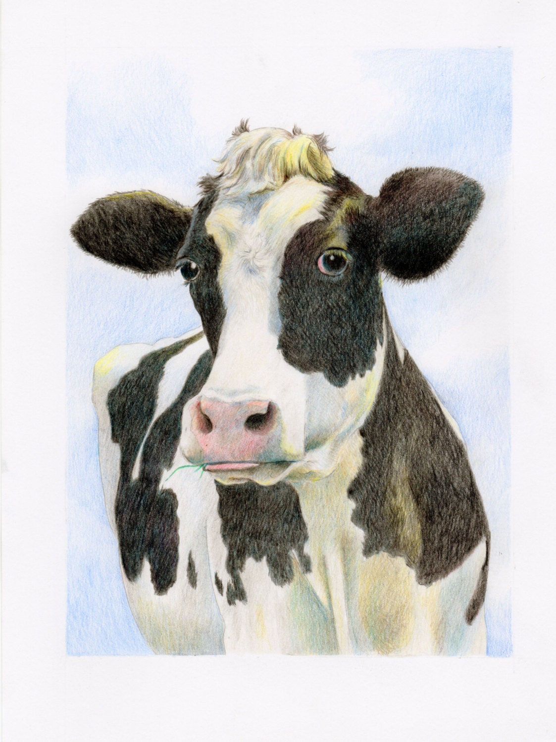 Cow drawing colored pencil