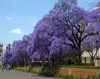 Blue Jacaranda Tree Seeds (Jacaranda mimosifolia) 30+Seeds