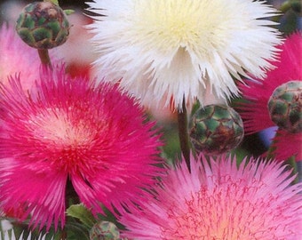 Sweet Mignonette Flower Seeds Reseda Odorata Ameliorata