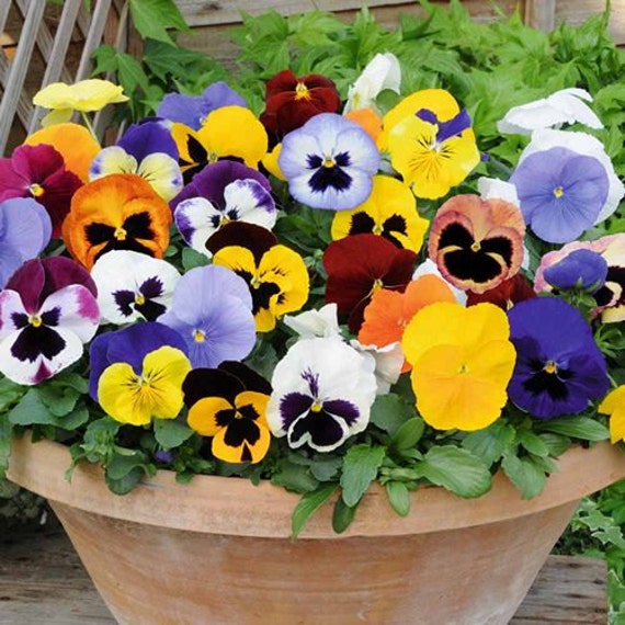 Pansy Ravel Mix Flower Seeds Viola Tricolor Maxima F2
