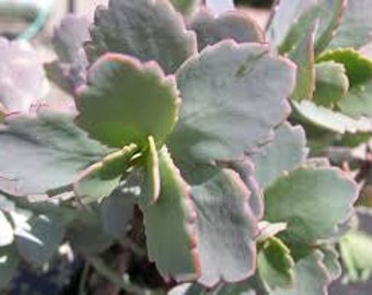 Kalanchoe fedtschenkoi Lavender Scallops