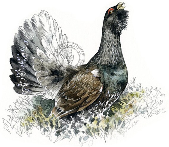 Auerhahn Aquarell VogelTiereKunst NaturDrucken von Auerhahn Aquarell VogelTiereKunst NaturDrucken von