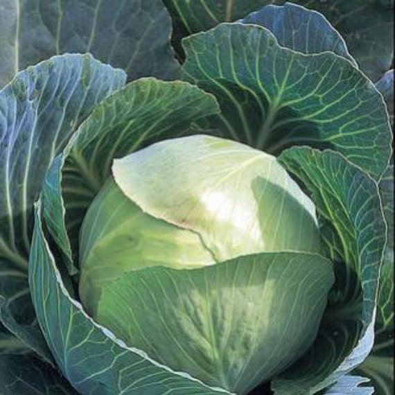Items similar to Early Flat Dutch Cabbage 4 Plants / 2" Pots Easy to Grow! on Etsy