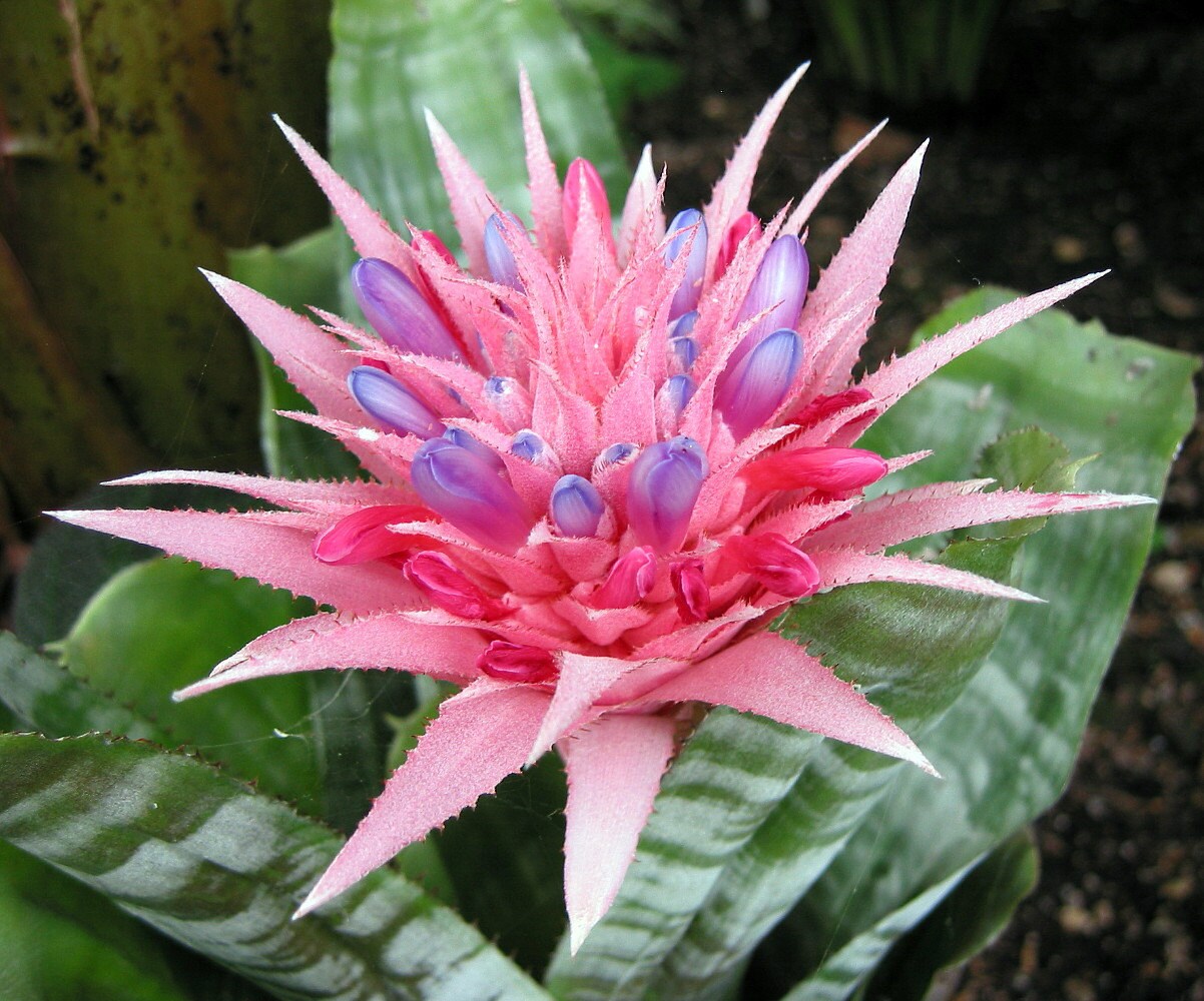 Pink Vase Plant Great Houseplant 6 Pot Bromeliad