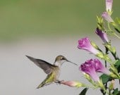 Hummingbird Instant Download Nature Photography, Wall Art, Interior Design