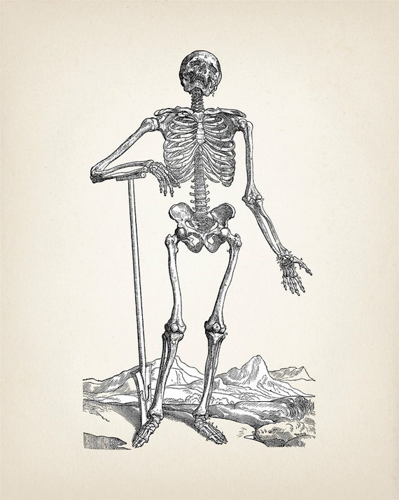 Skeleton Engraving 1 Scientific Anatomy by ThePrintedVintage